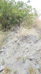 Saccharum spontaneum