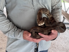 Pituophis melanoleucus