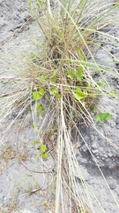 Saccharum spontaneum