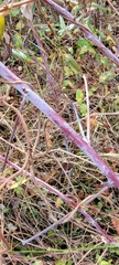 Rubus occidentalis