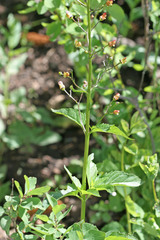 Scrophularia lanceolata