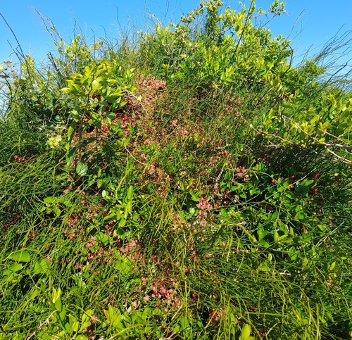 Ephedra tweedieana (Ephedra tweedieana)