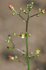 Scrophularia lanceolata