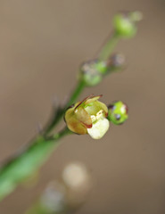 Scrophularia lanceolata