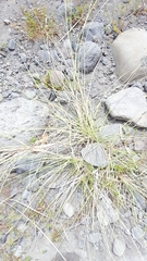 Saccharum spontaneum