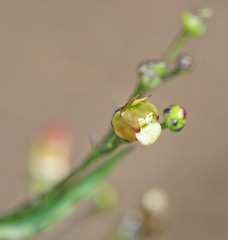 Scrophularia lanceolata
