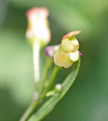 Scrophularia lanceolata