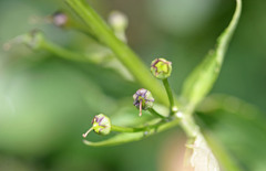 Scrophularia lanceolata
