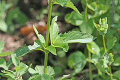 Scrophularia lanceolata