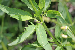 Scrophularia lanceolata