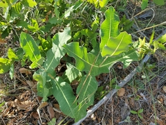 Asclepias elata