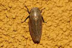 Iassinae