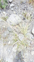 Saccharum spontaneum