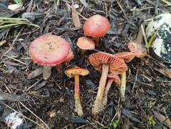 Hygrocybe conicoides