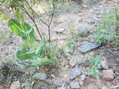 Asclepias elata