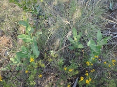 Asclepias elata