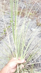 Saccharum spontaneum