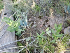 Asclepias elata