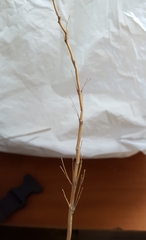 Saccharum spontaneum