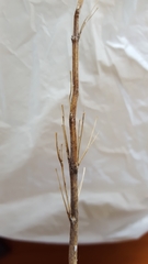 Saccharum spontaneum