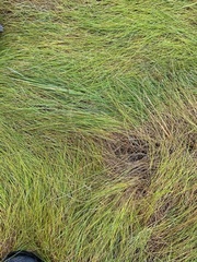 Sporobolus pumilus