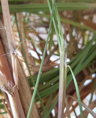 Saccharum spontaneum