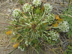 Gamocarpha selliana