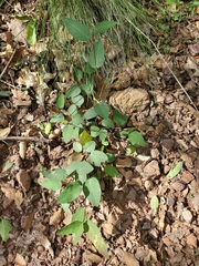 Desmodium psilophyllum