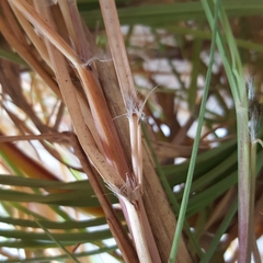 Saccharum spontaneum