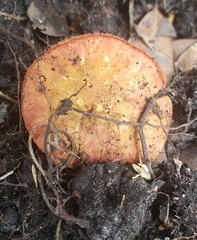 Chalciporus
