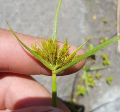 Cyperus polystachyos