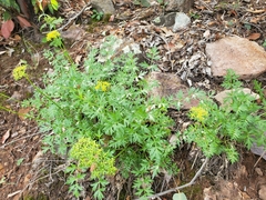 Cymopterus hallii