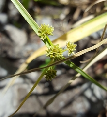 Cyperus difformis