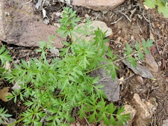 Cymopterus hallii