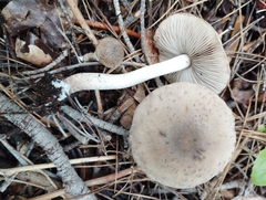 Coprinopsis melanthina