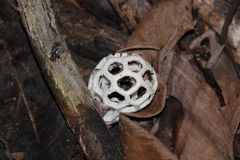 Clathrus roseovolvatus