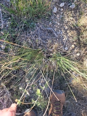 Asphodelus fistulosus