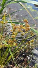 Cyperus difformis
