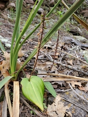 Tamayorkis wendtii