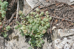 Sedum debile