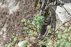 Sedum debile