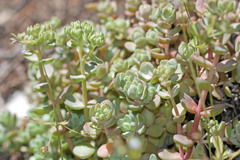 Sedum debile