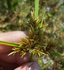 Cyperus polystachyos