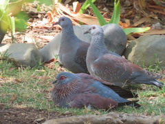 Columba guinea phaeonota