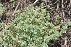 Sedum debile