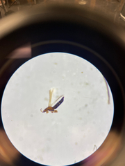 Thysanoptera