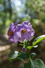 Solanum crispum
