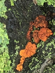 Amphilogia gyrosa