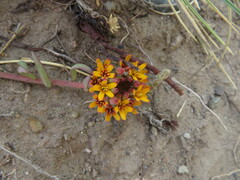 Quinchamalium chilense