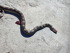 Pituophis deppei